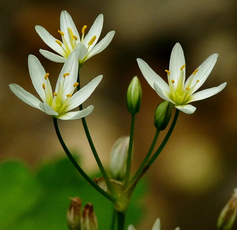 {Nothoscordum bivalve}